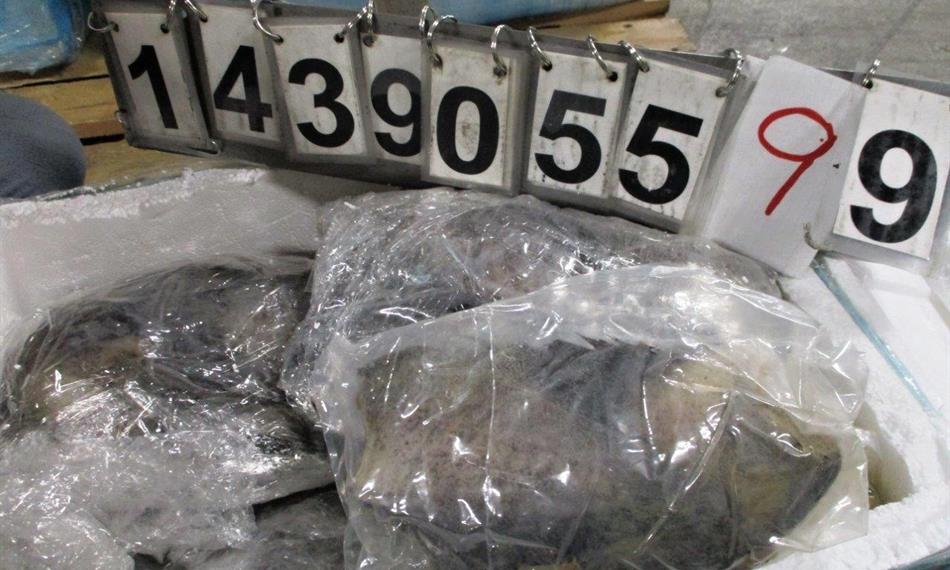 2021-2-16-822mražené ryby.jpg